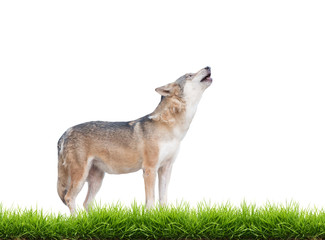 Fototapeta premium gray wolf howling isolated