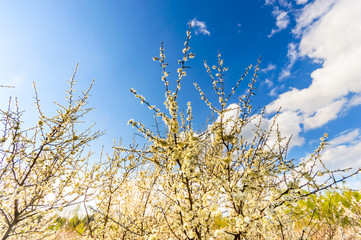 wild plant