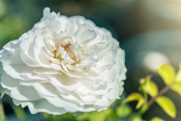 a bunch of roses in the garden