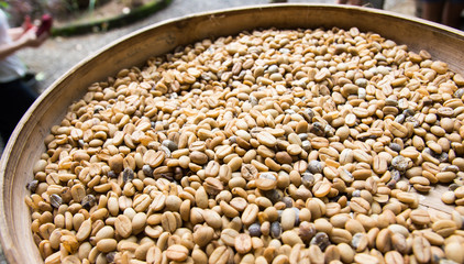 freshly harvests kopi luwak