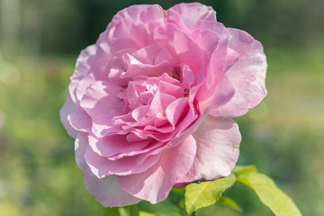 a bunch of roses in the garden