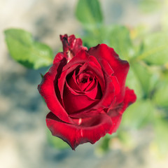 a bunch of roses in the garden