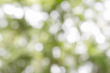 blur background of nature