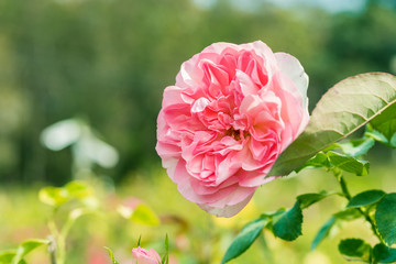 a bunch of roses in the garden