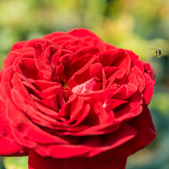 Naklejka premium a bunch of roses in the garden