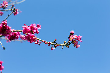 Cherry, Wild Himalayan Cherry,flowers