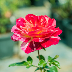 a bunch of roses in the garden