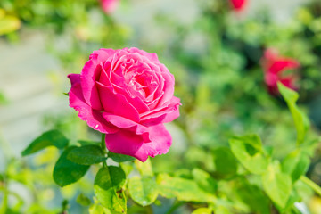 a bunch of roses in the garden