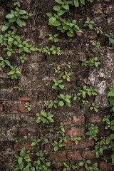 plants on wall