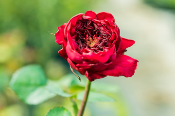 a bunch of roses in the garden