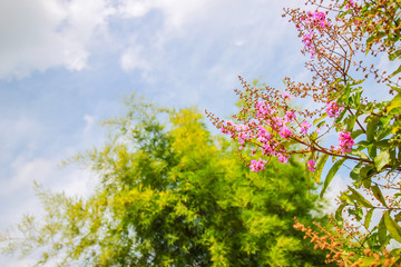 Pink flower , Tree and Blue Sky 