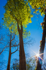 Forest with the sun behind