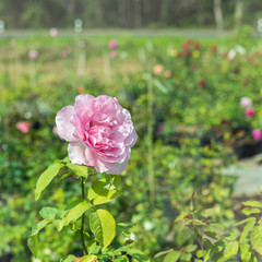 a bunch of roses in the garden
