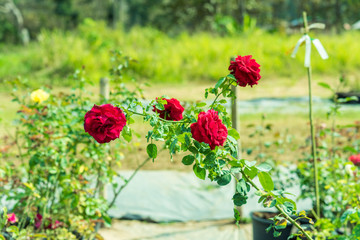 Fototapeta na wymiar a bunch of roses in the garden