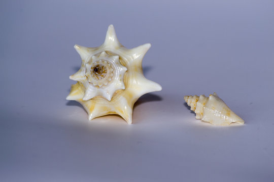 Two spiral sea shells