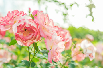 Fototapeta premium a bunch of roses in the garden