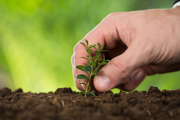 Person Hand Planting Small Tree