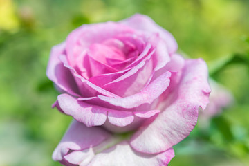 a bunch of roses in the garden