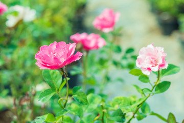 a bunch of roses in the garden