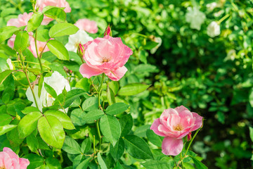 a bunch of roses in the garden