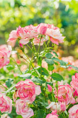 a bunch of roses in the garden