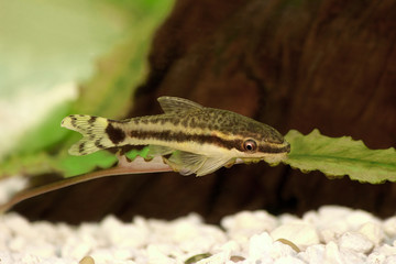 catfish Oto Dwarf Suckermouth otocinclus vittatus algae eater aquarium fish