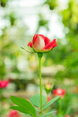 a bunch of roses in the garden
