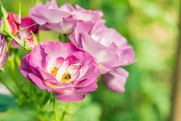 Obraz premium a bunch of roses in the garden