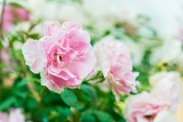 Fototapeta premium a bunch of roses in the garden