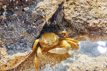Crab under a rock in the Maldives.
