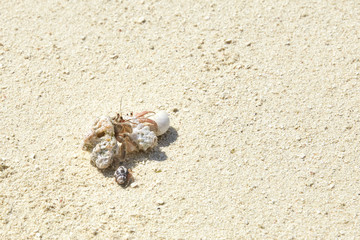 Hermit crab on the beach of a tropical island.