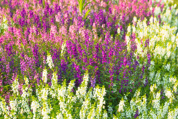Obraz premium Flower background