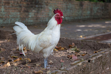 White rooster