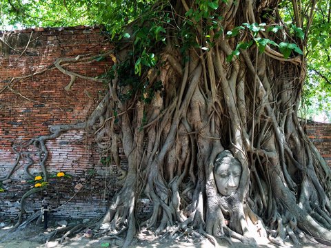 Head of Buddha statue between the tree roots. Wat Maha That, Ayutthaya, Thailand.