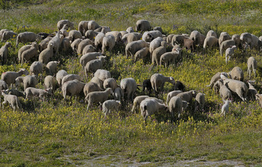 Fototapeta premium agriculture en danger,manifestations