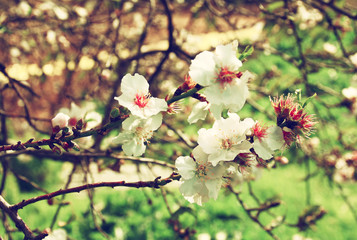 image of spring white cherry blossoms tree. selective focus. vintage filtered
