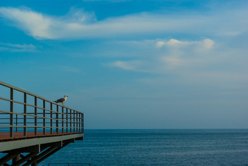 seagull sitting on railing