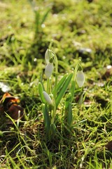 spring snowdrop flowers in the garden on winter