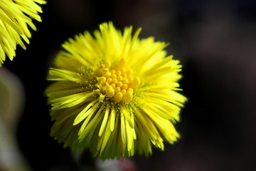 Closeup of a flower of coltsfoot, a common herbal plant.