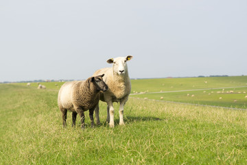 Obraz premium Schaf mit Lamm auf dem Deich