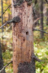 spruce. dead tree with bark and holes