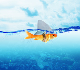 Red Fish  as shark