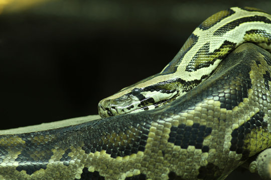 Green Burmese Python