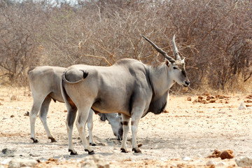 Fototapeta premium eland on waterhole