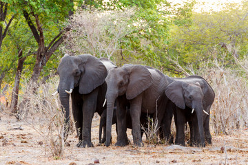 Fototapeta premium African elephants at green bush