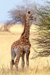 Young cute giraffe in Etosha national Park