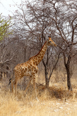 Giraffa camelopardalis in etosha