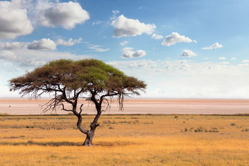 Large Acacia tree in the open savanna plains Africa