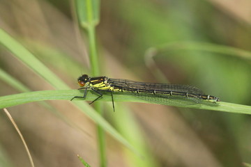 A Red eyed damselfly (Erythromma najas) resting on a reed