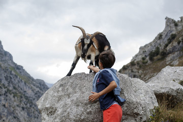 Niño dando de comer a cabra en la montaña - obrazy, fototapety, plakaty